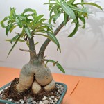 Bonsai show at Eldams Road