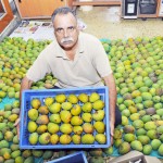 Organic Mangoes