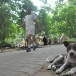 Leave the dogs alone