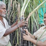 Earthen pots for Pongal