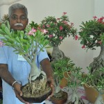 Like my bonsai?