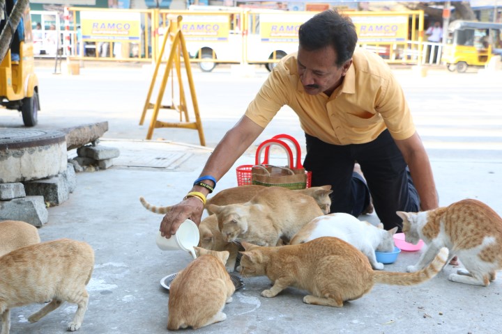 ‘Cat Man’ of Mylapore; Feeds more than 60 cats everyday – MYLAPORE TIMES
