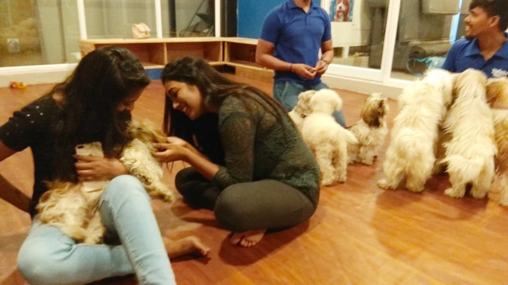 MYLAPORE TIMES » Twisty Tails is a dogs-themed restaurant in Alwarpet