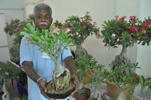 bonsai exotica exhibition at cp art centre, jalandar reddy at  second main rd, seethammal colony .ct-9677110022, www.adeniumsindia.com
