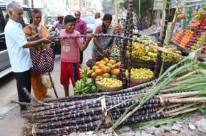 Sugarcane