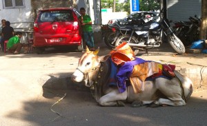 pongal cow