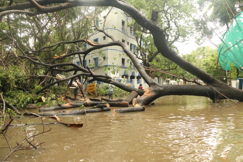 Tree down - r. a puram 2nd cross street