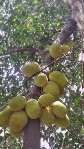 J JACKFRUIT