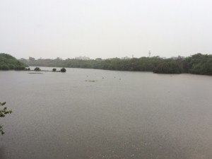 MT POONGA RAIN