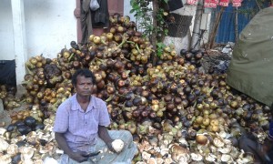 Nungu seller at Mandavelipakkam