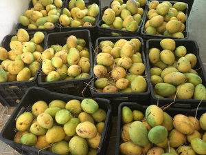 MT MANGOES SALE