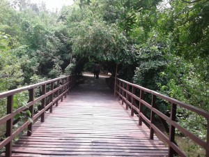 MT POONGA BRIDGE