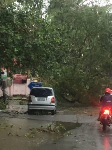 tree-down-at-madha-church-road