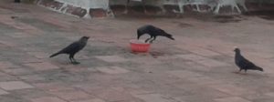 Birds on a terrace