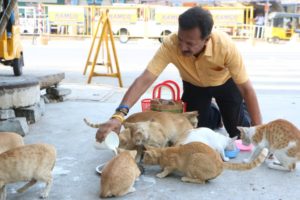 Feeding cats