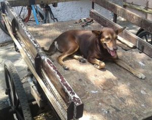 dog on a cart