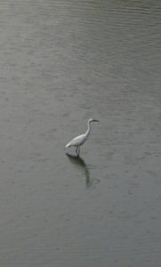 Bird at Sri Kapali Temple