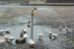 Sri Kapali temple, ducks