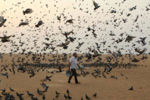 pigeons at the beach