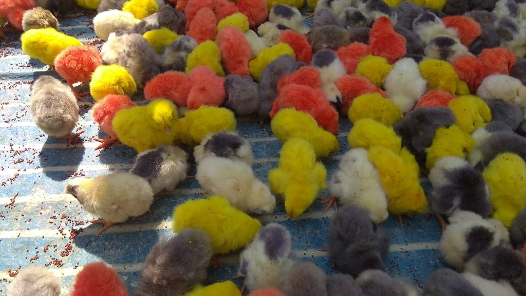 MYLAPORE TIMES Indigenous chicks available for sale in R. A. Puram